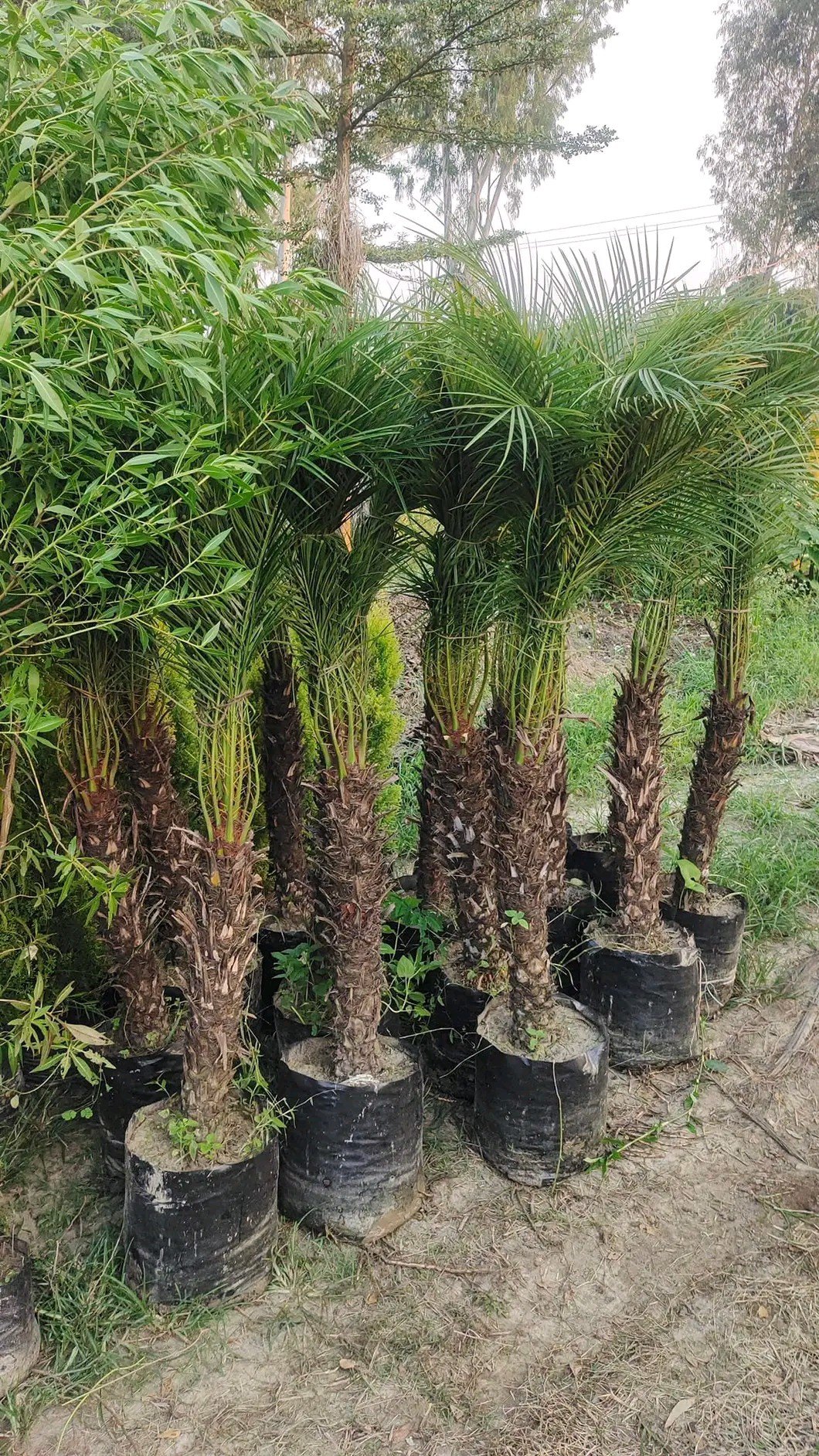 PONEX PALM